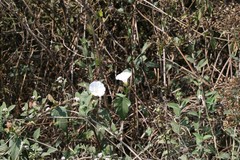 Operculina turpethum